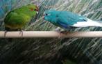 Kakerikis jong kunnen nog goed tam gemaakt worden., Dieren en Toebehoren, Vogels | Parkieten en Papegaaien, Meerdere dieren, Parkiet