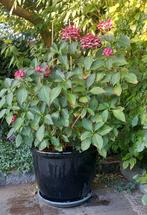 Grote keramieken tuin terras planten- bloempot met Hortensia, Ophalen, 40 cm of meer, Rond, Zo goed als nieuw