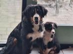 Australian Shepherd x Berner Sennen Reutje, Dieren en Toebehoren, Nederland, Reu, CDV (hondenziekte), 8 tot 15 weken