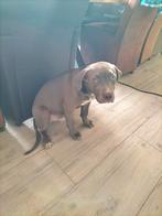 Bully xl pup, Dieren en Toebehoren, 15 weken tot 1 jaar, Reu, CDV (hondenziekte), Bulldog