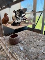 Vlieghelmen en ned hoogvliegers. Rood en evt zwart., Dieren en Toebehoren, Meerdere dieren