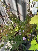 Mint plant met pot €7, Tuin en Terras, Planten | Tuinplanten, Ophalen, Bloeit niet, Overige soorten, Halfschaduw