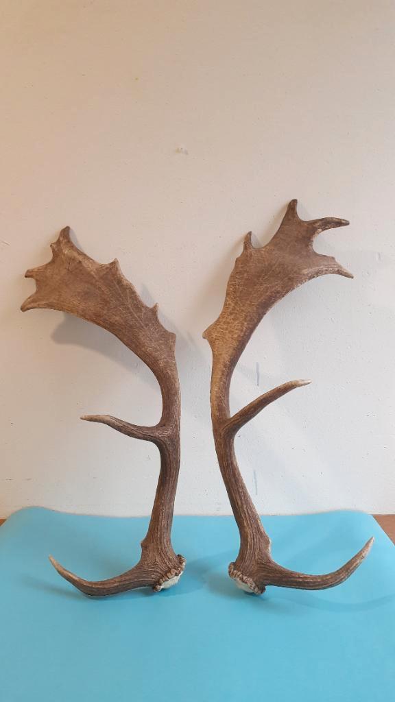 Gewei damhert, natuurlijk afgeworpen, hertengewei, Verzamelen, Dierenverzamelingen, Zo goed als nieuw, Gewei of Kop, Hert, Ophalen of Verzenden