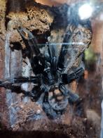 Hele collectie vogelspinnen., Dieren en Toebehoren