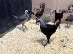 Jonge en tamme Modern Engelse krielkippen diverse kleuren, Dieren en Toebehoren, Pluimvee, Meerdere dieren, Kip