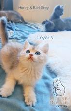 Prachtige brits britse korthaar kittens met STAMBOOM, Dieren en Toebehoren, Meerdere dieren, Gechipt, 0 tot 2 jaar