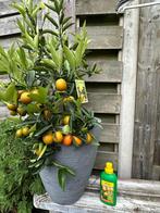 Citrusplant, Tuin en Terras, Ophalen, Zomer, Groenteplanten, Volle zon