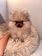 Pomeriaan pups bearface, Keeshond, Reu, 8 tot 15 weken, Meerdere