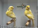 Noord hollandse frise kanarie, Meerdere dieren, Postuurkanarie