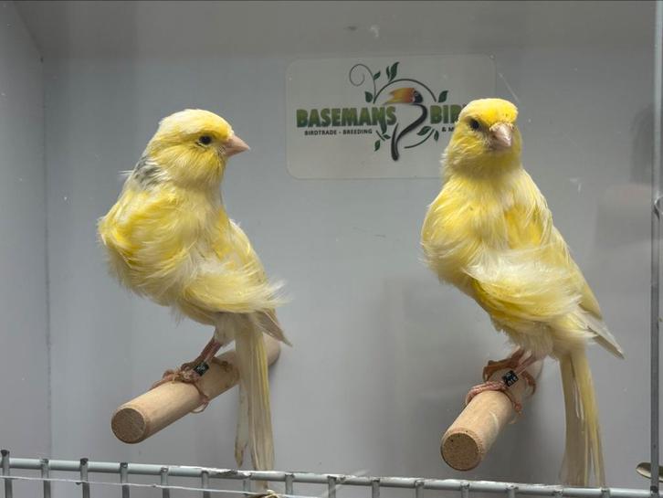 Noord hollandse frise kanarie, Dieren en Toebehoren, Vogels | Kanaries, Postuurkanarie, Meerdere dieren