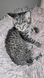 Kitten kater halve Britse korthaar, Dieren en Toebehoren, Katten en Kittens | Overige Katten, Kater
