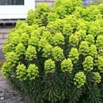 Euphorbia wolfsmelk vast plant stekjes tuin, Tuin en Terras, Planten | Tuinplanten, Ophalen, Zomer, Overige soorten, Halfschaduw
