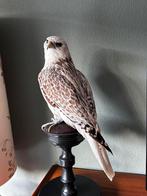 Taxidermie Giervalk., Ophalen of Verzenden, Zo goed als nieuw, Vogel, Opgezet dier