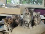 Siberische kittens, Dieren en Toebehoren, Katten en Kittens | Raskatten | Langhaar, Gechipt, Meerdere dieren, 0 tot 2 jaar