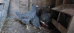 Amrock groot soort, Dieren en Toebehoren, Pluimvee, Meerdere dieren, Kip