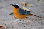 Sneeuwkruin tapuit - cossypha niveicapilla, Dieren en Toebehoren, Vogels | Overige Vogels, Meerdere dieren, Geringd