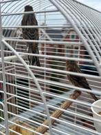 Zwart rode, Dieren en Toebehoren, Mannelijk, Kleurkanarie
