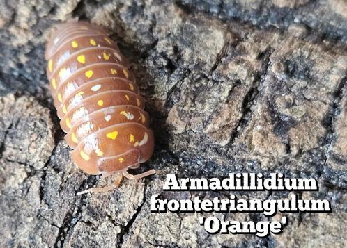 Armadillidium frontetriangulum 'Orange', Dieren en Toebehoren, Insecten en Spinnen, Overige soorten