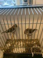 Koppel kleine Barmsijs, Dieren en Toebehoren, Vogels | Kanaries, Meerdere dieren, Kleurkanarie