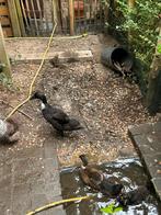 Indische loopeenden, Dieren en Toebehoren, Pluimvee, Geslacht onbekend, Eend