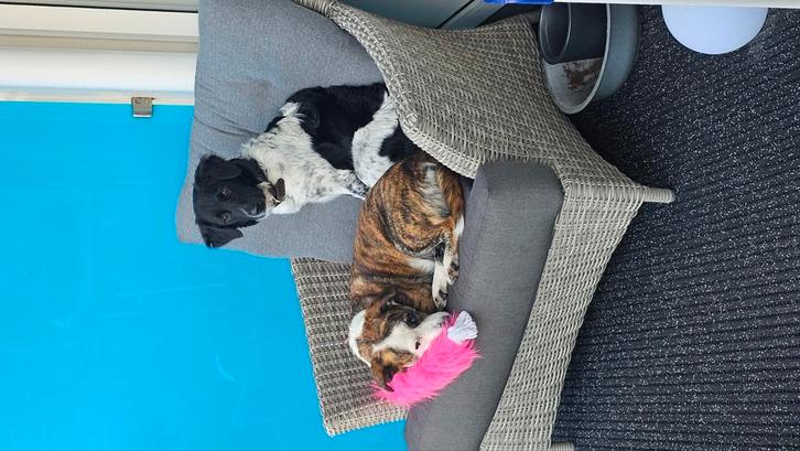 Oppas gezocht voor vast, Diensten en Vakmensen, Dieren | Honden | Verzorging, Oppas en Les