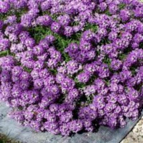 Alyssum violet zaden (36B), Tuin en Terras, Bloembollen en Zaden, Zaad, Voorjaar, Volle zon, Ophalen of Verzenden