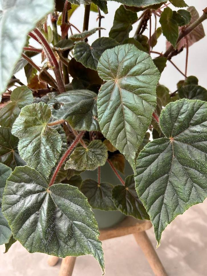 Begonia Oldemor stek - kamerplant, Huis en Inrichting, Kamerplanten, Minder dan 100 cm, Halfschaduw, Ophalen