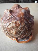 schelp, zeeslak, Verzamelen, Ophalen of Verzenden, Schelp(en)