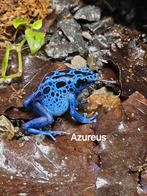 Dendrobates tinctorius azureus, Amfibie, 0 tot 2 jaar