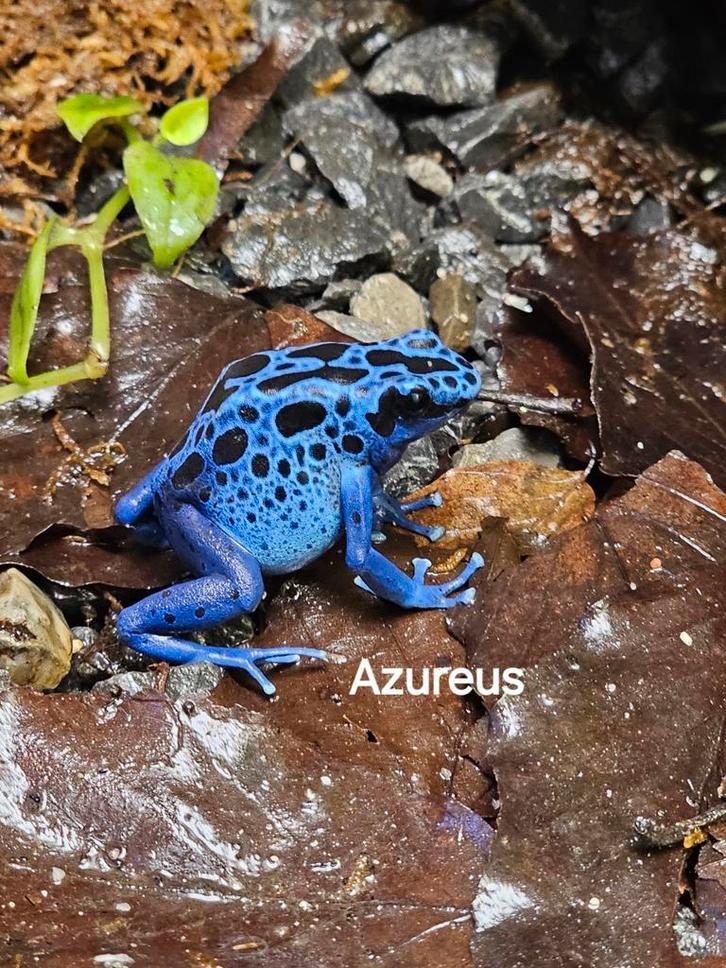 Dendrobates tinctorius azureus