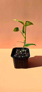 Monstera esqueleto - babyplant, Ophalen of Verzenden, Overige soorten, Minder dan 100 cm