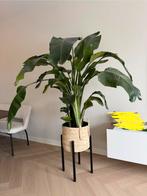 Strelitzia Nicolai 150-200cm met pot en standaard, Ophalen, Overige soorten, Halfschaduw, In pot