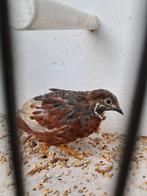 7 Chinese Dwergkwartels, Mannelijk, Tropenvogel