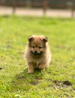 Pomsky pups mogen nest verlaten Pomeriaan husky, CDV (hondenziekte), Particulier, Meerdere, 8 tot 15 weken