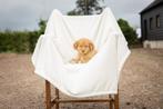 Super gesocialiseerd Australian Shepherd x Toller pups, Rabiës (hondsdolheid), 8 tot 15 weken, Meerdere, Meerdere dieren