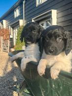 Friese stabij pups te koop nog 1 reutje!, Rabiës (hondsdolheid), Overige rassen, 8 tot 15 weken, Meerdere