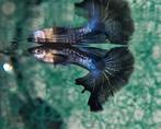 Purple Dragon Big Ear Guppy 100% Raszuiver Guppen, Vis, Zoetwatervis, Schoolvis