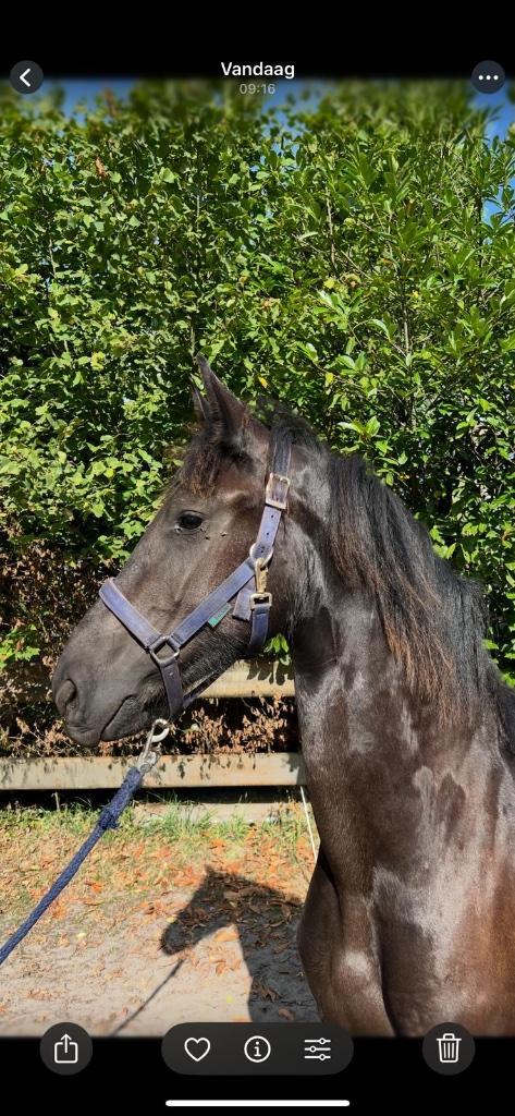 Friese jaarling (enter) merrie v. Fonger x Markus, Dieren en Toebehoren, Paarden, Merrie, Onbeleerd, Minder dan 160 cm, 0 tot 2 jaar