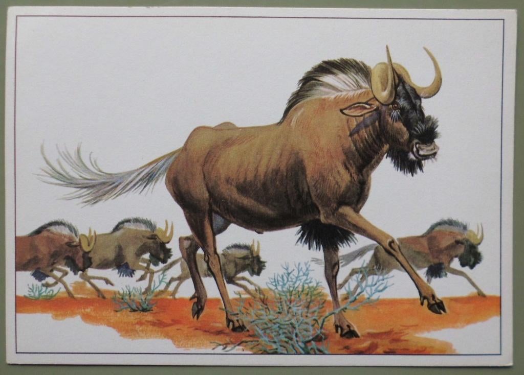 Wildebeest, Ophalen of Verzenden, 1960 tot 1980, Ongelopen, Wild dier