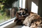 Ivm omstandigheden gouden mandje gezocht voor duo katten., Dieren en Toebehoren, Katten en Kittens | Raskatten | Langhaar, Poes