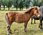 Te koop stoer appaloosa shetlander hengstveulentje, Dieren en Toebehoren, Pony's, Hengst, Recreatiepony, Ontwormd, 0 tot 2 jaar