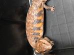 Tiliqua scincoides Intermedia nakweek 2025, Hagedis, 0 tot 2 jaar