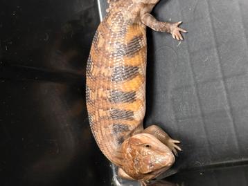 Tiliqua scincoides Intermedia nakweek 2025 beschikbaar voor biedingen