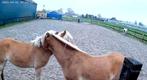 Zomerweide gezocht, Dieren en Toebehoren, Stalling en Weidegang, Weidegang, 2 of 3 paarden of pony's