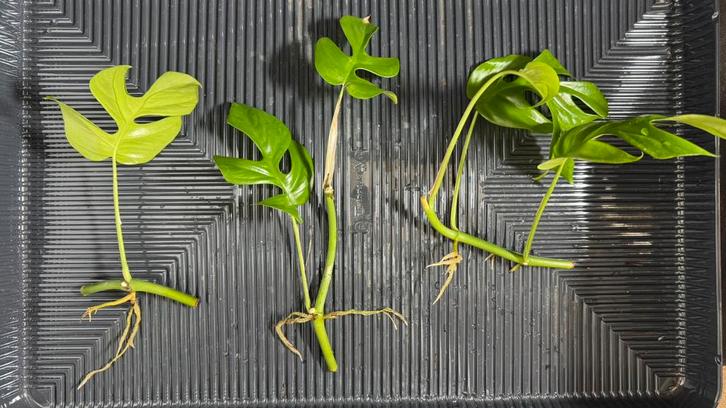 Monstera Minima Rhaphidophora Tetrasperma Variegata Wetstick, Huis en Inrichting, Kamerplanten, Overige soorten, Minder dan 100 cm