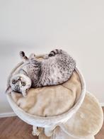 TE KOOP Zuivere britse korthaar silver tabby, Dieren en Toebehoren, Katten en Kittens | Raskatten | Korthaar, Poes