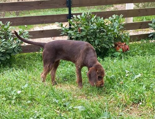 Unieke Kans! Prachtige Duitse Staande Draadhaar Pups, Dieren en Toebehoren, Honden | Niet-rashonden, Middel, Teef, Particulier