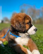 Gezocht Berner Sennen / Leonberger kruising 🐾, Dieren en Toebehoren, Geslacht onbekend, Groot, Meerdere, Nederland