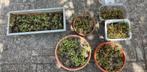 Vetplantjes, Ophalen of Verzenden, Zomer, Volle zon
