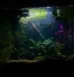 Aquarium 30liter nieuwe staat, Dieren en Toebehoren, Ophalen, Zo goed als nieuw, Leeg aquarium